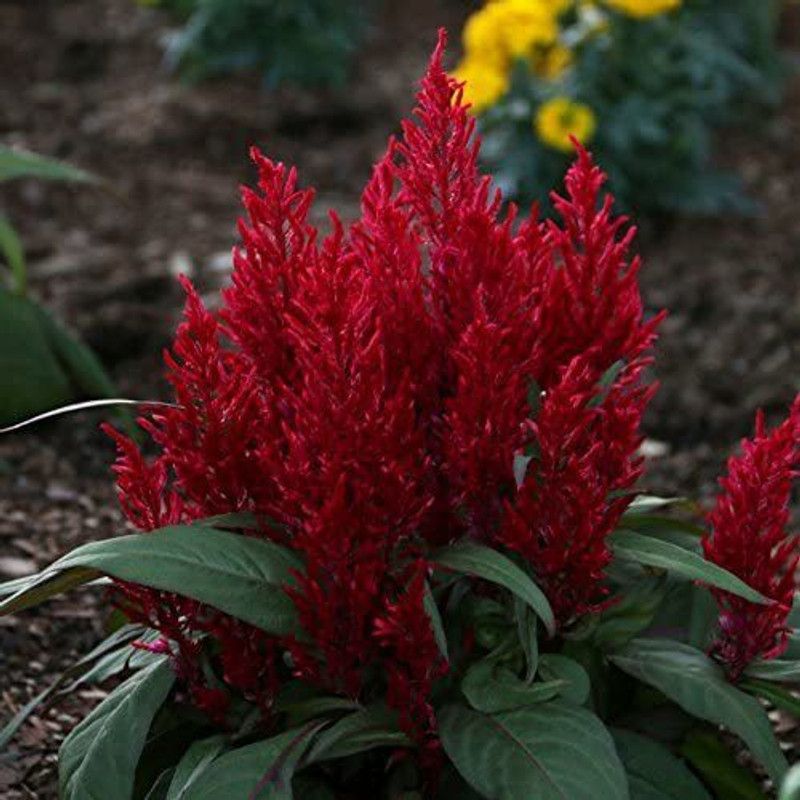 CYBEXIS Dragon's Breath Celosia Seeds - Celosia Seed  (50 per packet)