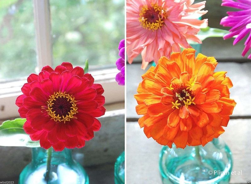 CYBEXIS Rare Zinnia Elegans 'Orange King' Seed  (25 per packet)