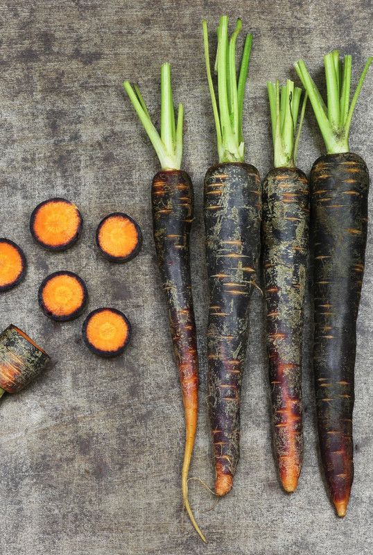 Nodoc Black carrot Seed  (36 per packet)