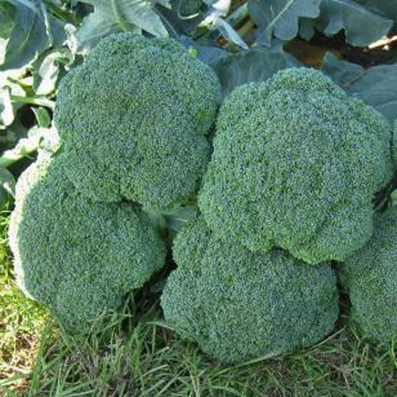 Qualtivate ® Broccoli F1 Hybrid Seeds Seed  (75 per packet)