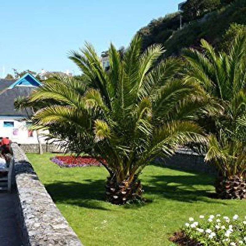 GETFLIX Phoneix Palm Plant  (Hybrid, Pack of 1)