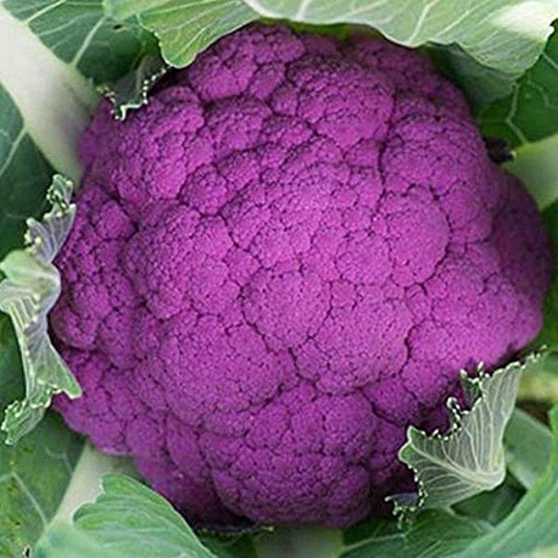 Xesas Gobi purple Seed  (40 per packet)