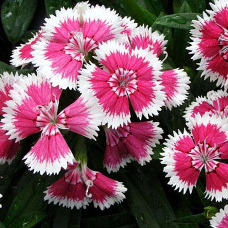 wequality Dianthus mixed seeds, Mixed seeds for dianthus flower, seeds for mixed dianthus Seed  (150 per packet)