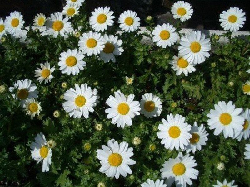 KANAYA Chrysanthemum Seed  (75 per packet)