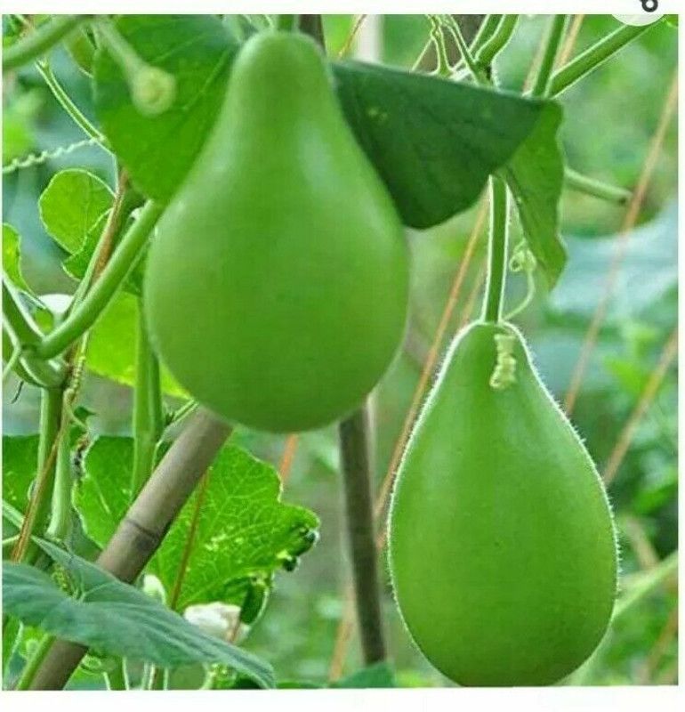UGRA Bangladeshi Bottle Gourd Seed  (120 per packet)