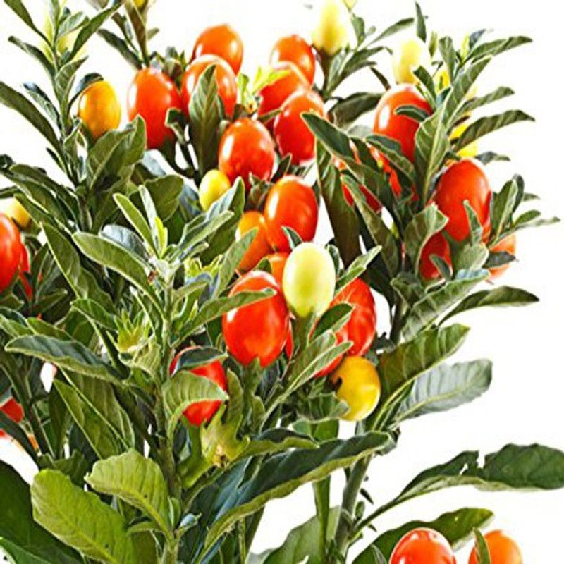 Airex ASHWAGANDHA INDIAN GINSENG HERB SEEDS (PACK OF 50 SEEDS X 10 PACKET Seed  (500 per packet)