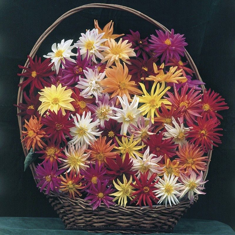 M-Tech Gardens Rare Hybrid Dahlia " Stargazer Mixed " Exotic 30 Seed  (30 per packet)