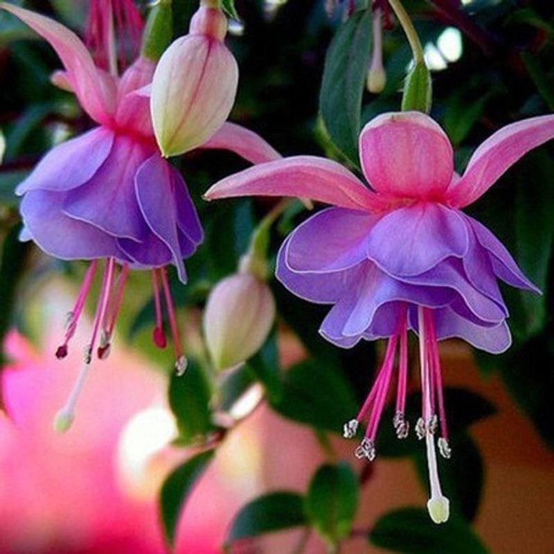 Nema Lantern Winter Cherry Flower Seeds-100PCS Seed  (100 per packet)