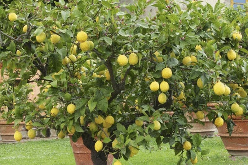 Aywal F1 Hybrid Nimbu (Lemon) Seed  (34 per packet)