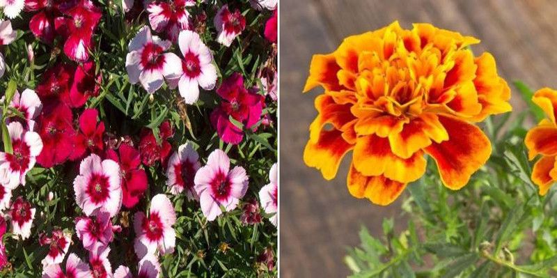 xcentax Marigold African Mixed Summer, Sweet William Mixed Seed Seed  (20 per packet)
