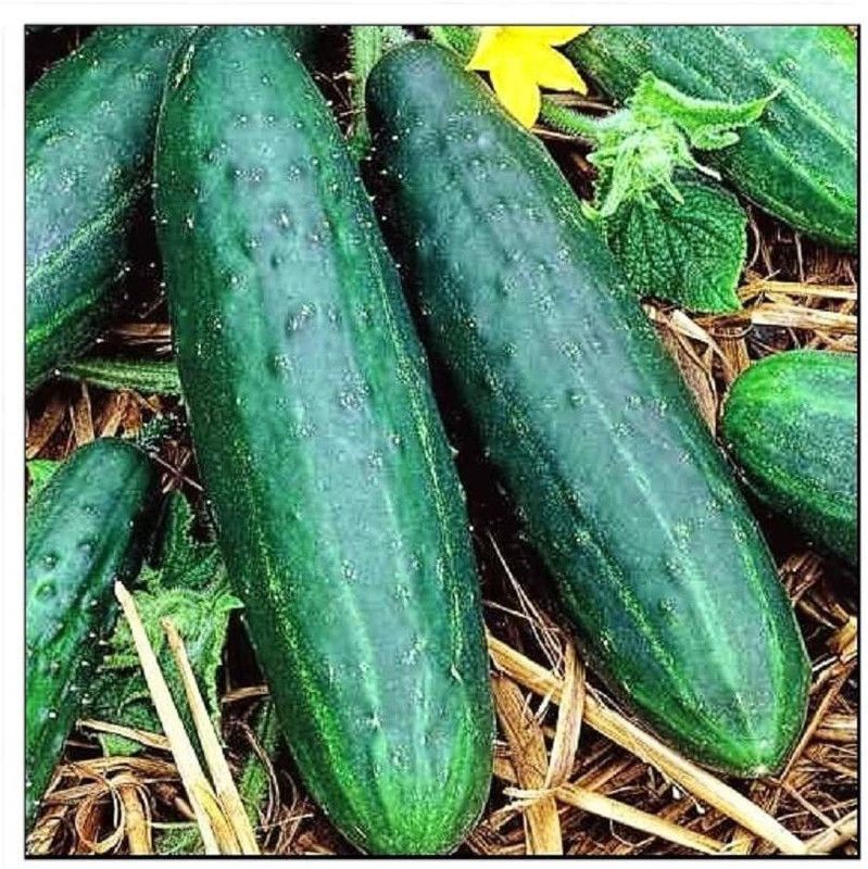WHYGI Spacemaster Cucumber Seeds | Non-GMO | Fresh Garden Seeds-CuC_933 Seed  (200 per packet)
