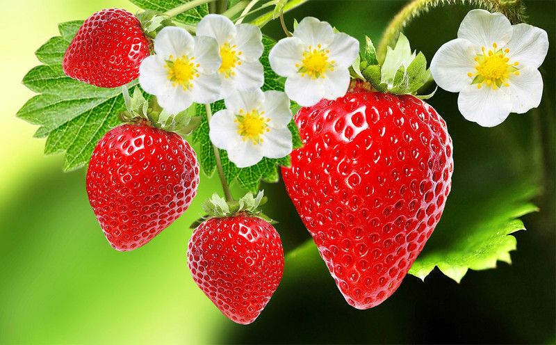 PLANTZON StrawBerry Seed  (41 per packet)