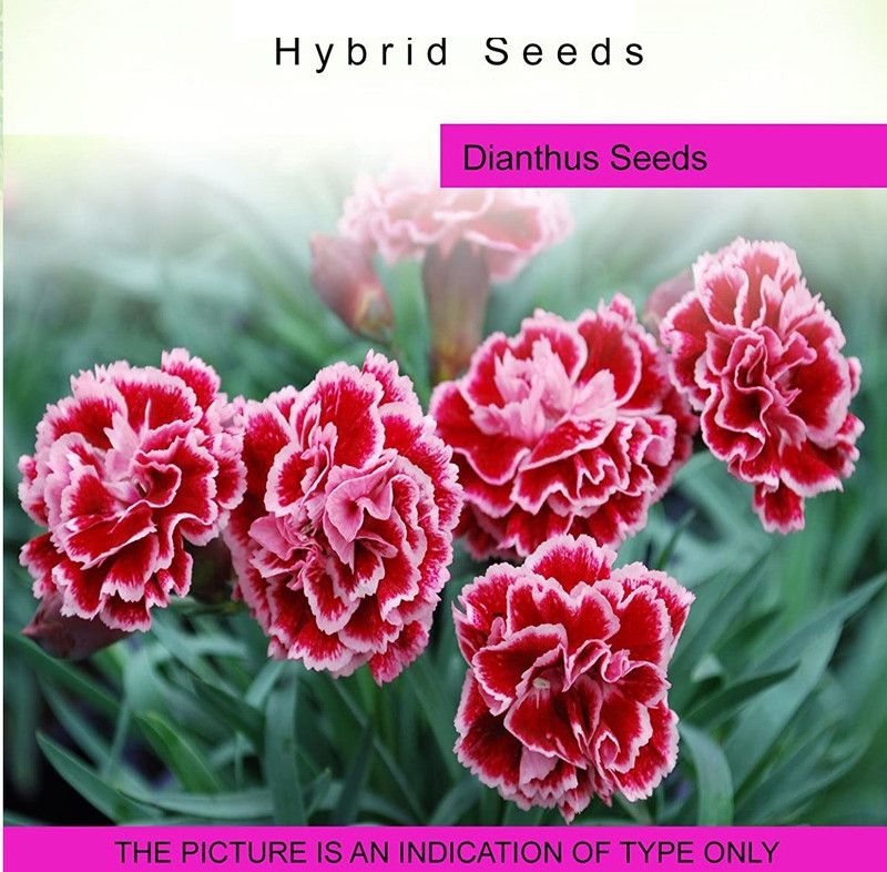 CYBEXIS SEEDS Dianthus400 Seeds Seed  (400 per packet)