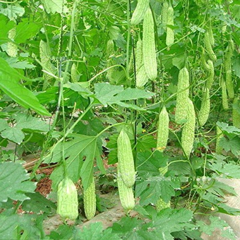 TRICONE Karela Seed  (60 per packet)