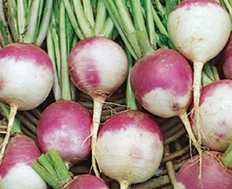 MKR Enterprises Turnip Seed  (650 per packet)