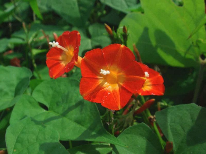KANAYA Hybrid Morning Glory Mix Seed  (55 per packet)