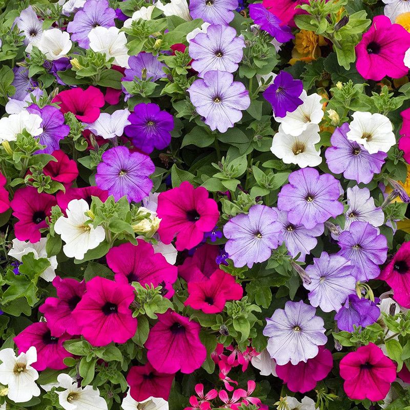 CYBEXIS TLX-92 - Morning Glory Petunia Mix Colors - (100 Seeds) Seed  (100 per packet)