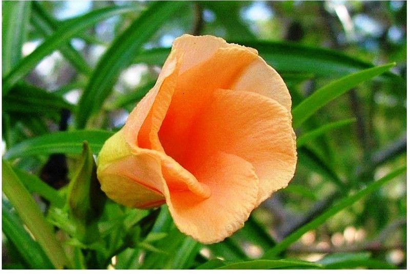 The Nursery Kaner Plant  (Pack of 1)