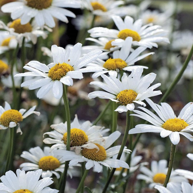 XOLDA Daisy White Flower Seed  (180 per packet)