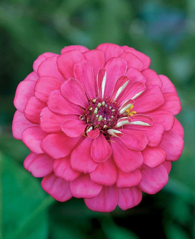 CYBEXIS VVI-21 - Rare California Giant Zinnia - (270 Seeds) Seed  (270 per packet)