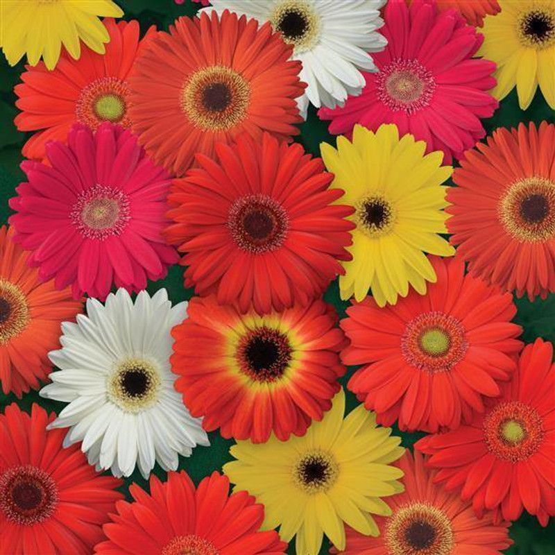 XOLDA Gerbera Mixed Seed  (35 per packet)