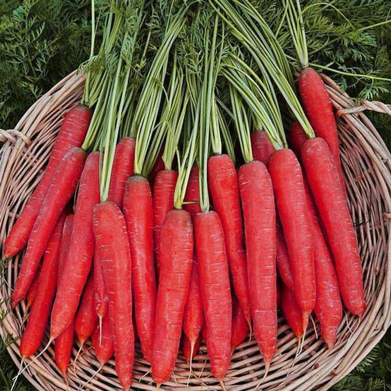 Paudha Red Carrot Seed  (49 per packet)