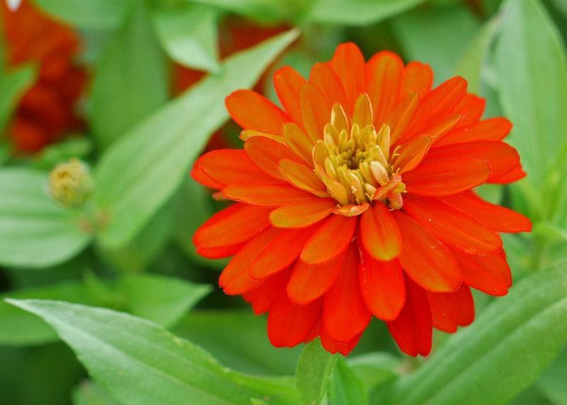 Paudha Zinnia Orange Seed  (15 per packet)