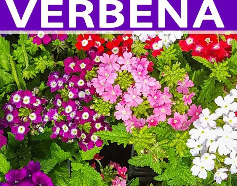 ORAKLE Mix - Verbena Flower Seed  (80 per packet)