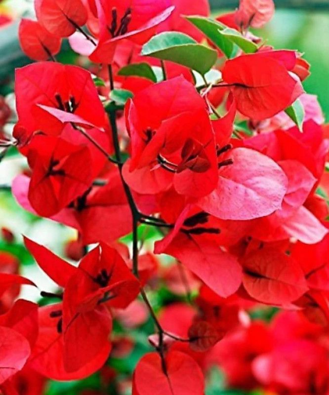 The Nursery Bougainvillea Plant  (Hybrid, Pack of 1)