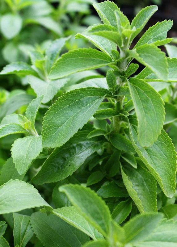 Paudha Stevia sweet leaves Seed  (25 per packet)