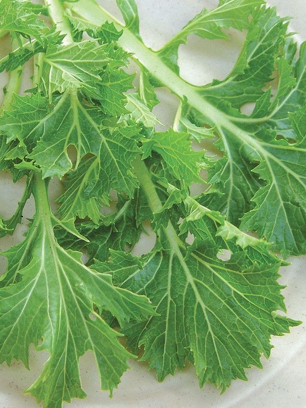 VibeX ® VMR-316 Japanese Mustard Greens Seed  (500 per packet)