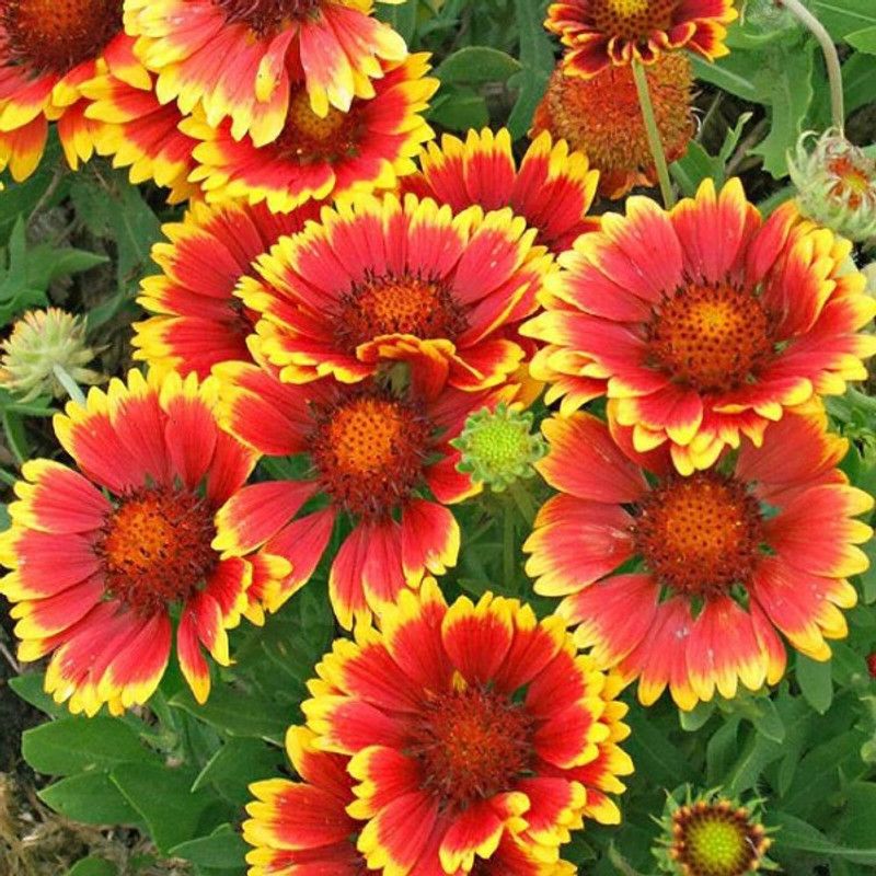 Mozette Gallardia flower Seed  (28 per packet)