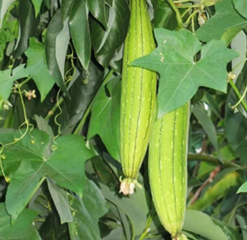 UGRA Sponge Gourd Turai Seed  (150 per packet)
