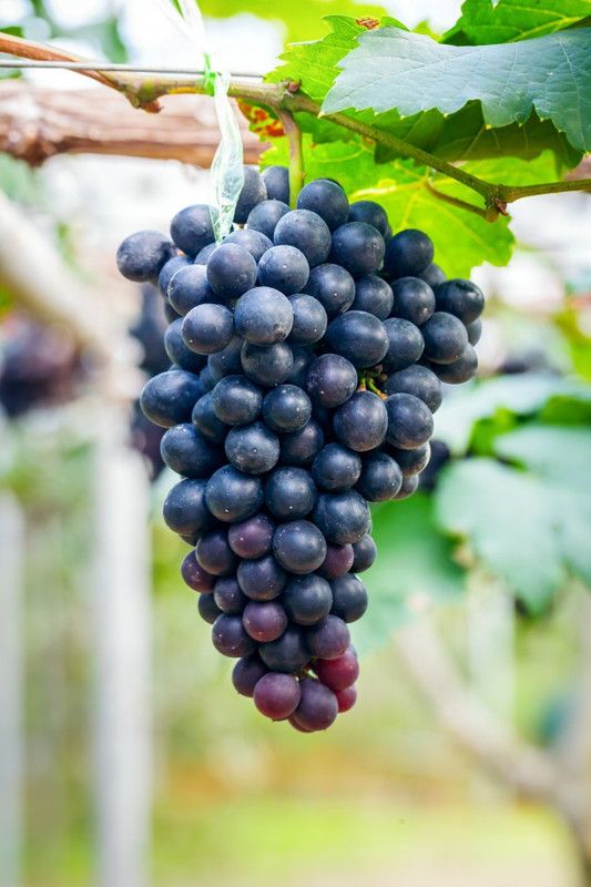 SAVE GREEN Grape Plant  (Hybrid, Pack of 1)