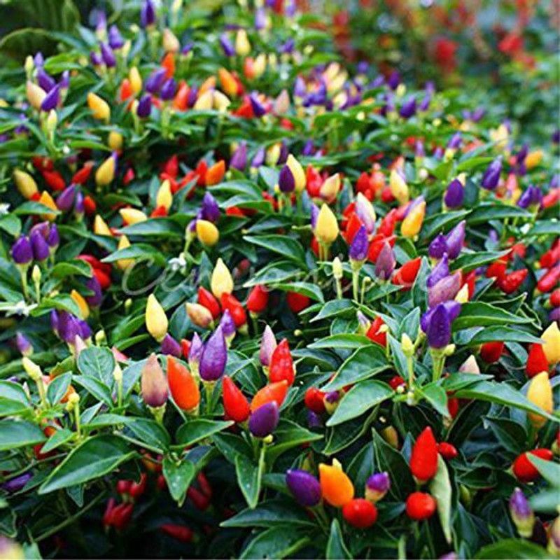Qualtivate ® Ornamental Hot Chilli Organic Seeds Seed  (120 per packet)