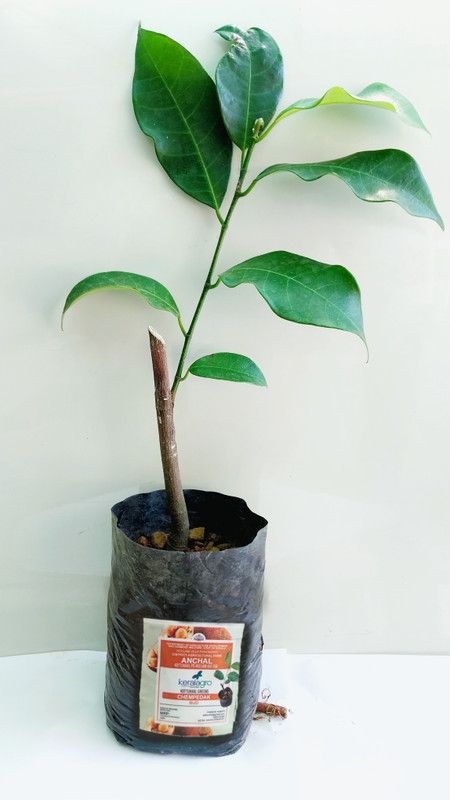 Keralagro Jack Fruit Plant  (Pack of 1)