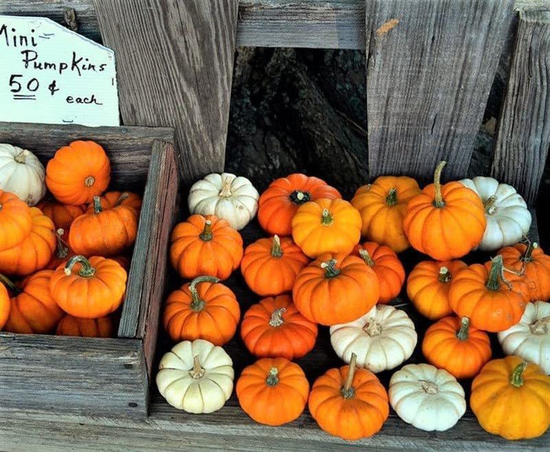 WILLVINE GBPUT-680 Mini Mix Pumpkin Seeds Seed  (50 per packet)
