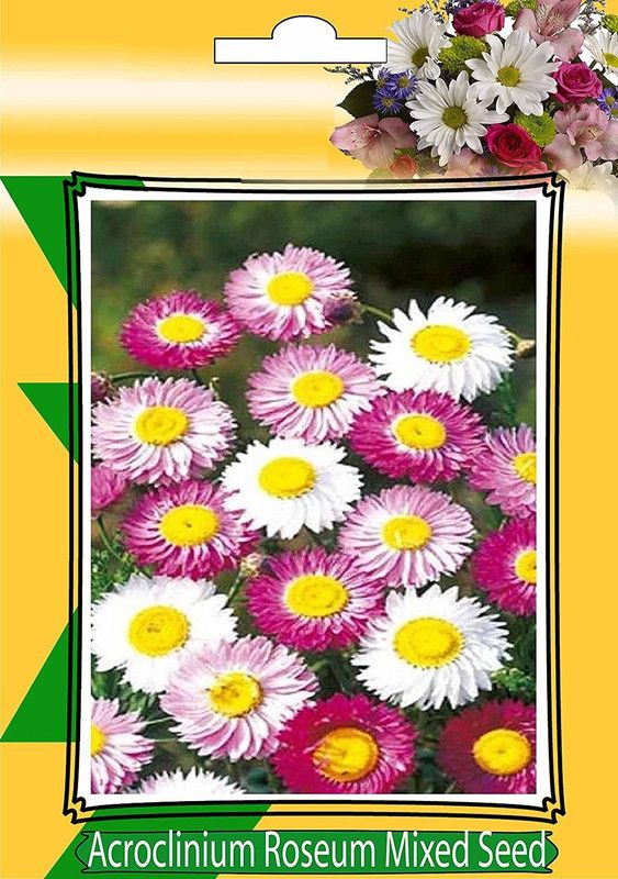 CYBEXIS Paper Daisy Seeds (ACROCLINIUM Seeds/Helipterum Roseum) Seed  (50 per packet)