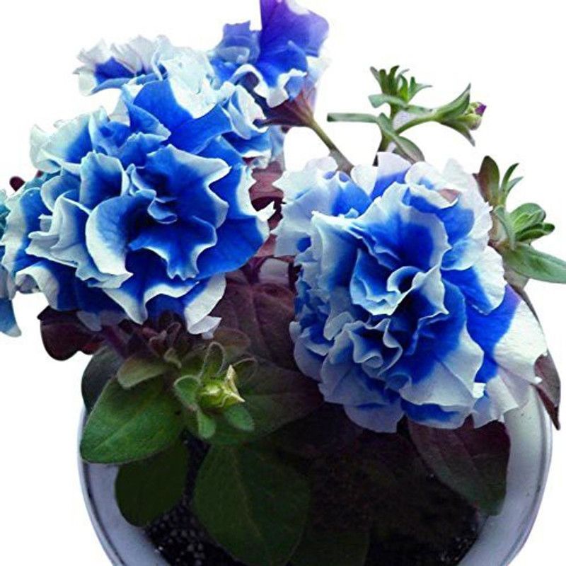 CYBEXIS Hybrid Rare Petunia Petals Blue with White Side Seeds Seed  (1 g)