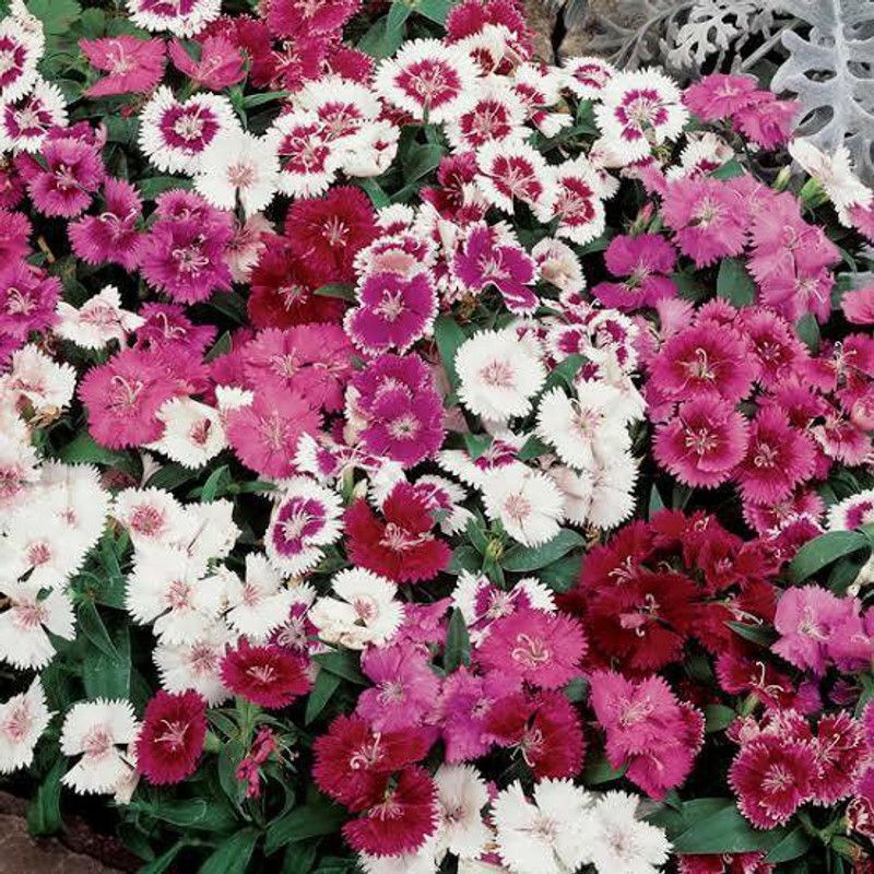 XOLDA Hybrid Dianthus Seed  (59 per packet)