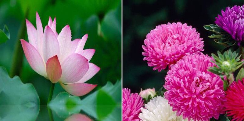 xcentax Sacred Lotus Indian Lotus, Aster Seed  (20 per packet)