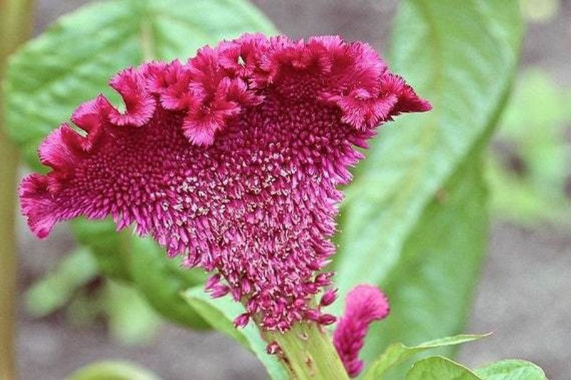 Mozette Cockscomb Flower Seed  (32 per packet)