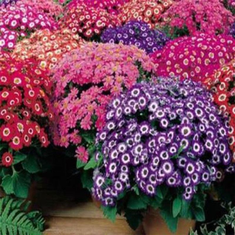 DRoz Cineraria Flowers Mixed Colour Premium Exotic Seed  (50 per packet)