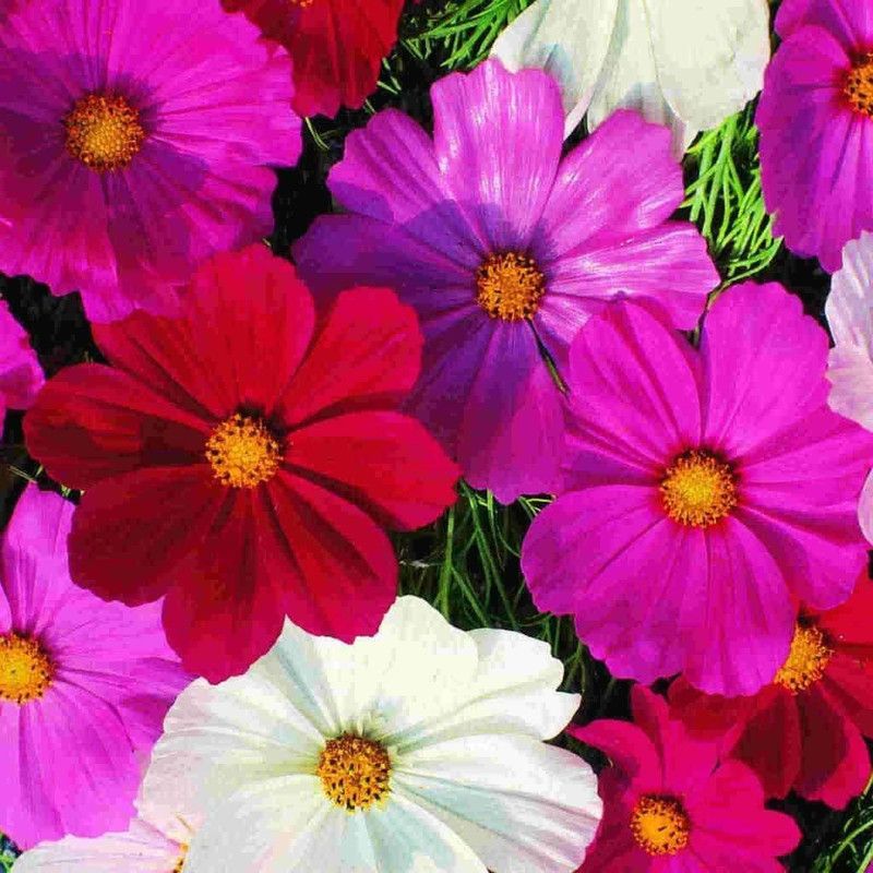 CYBEXIS Cosmos Bipinnatus Sensation Mix Seeds - Mixed Colour Seeds Seed  (1 g)