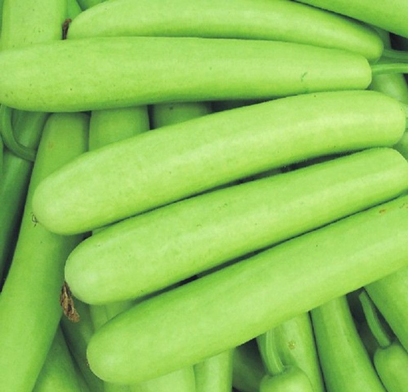 PLANTZON Bottle Gourd Seed  (54 per packet)