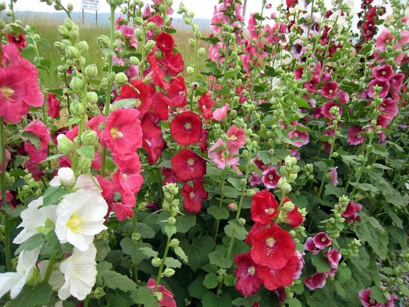 Paudha Hollyhock Mix Seed  (15 per packet)
