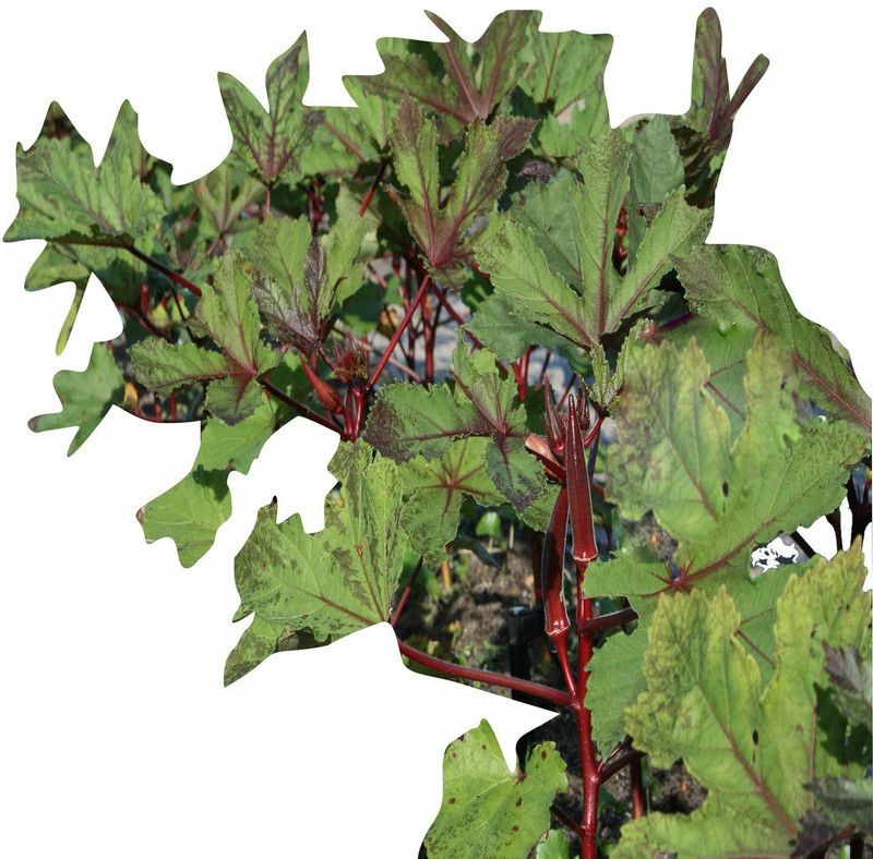 VibeX ® VLR-300 Okra Red F1 Hybrid LADIES FINGER Seeds Seed  (100 per packet)