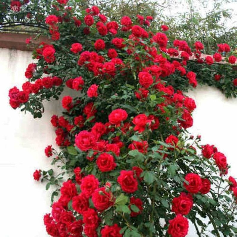 ROSEMERC imported beautifull red climbing rose flower plant ( 100 SEEDS PACK) Seed  (100 per packet)