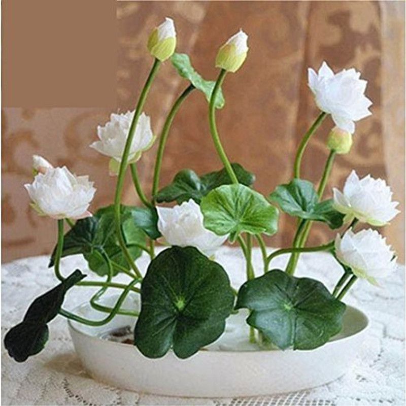 VibeX ™ RDX-1306 Bowl lotus/water lily flower /bonsai Lotus /ponds Seeds Seed  (18 per packet)