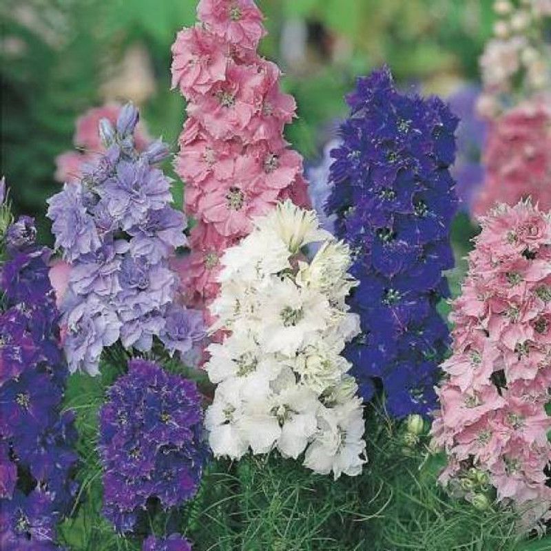 Aro Delphinium Seed  (199 per packet)